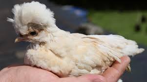 Check spelling or type a new query. Polish Chicken Breed Profile Cluckin