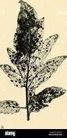 Image result for Septoria leaf spot of tomato