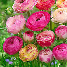 Blumenzwiebeln Gefüllte Ranunkeln 'Peony Blend' Mischung (x15) - Ranunculus  asiaticus 'Peony blend' | Bakker.com