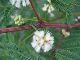 Image result for Acacia angustissima