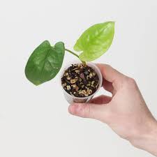 Image result for Stylochaeton