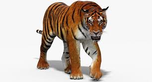 3d Tiger Animation Cartoon Tiger 3d Model Tiger