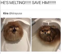 Funny Random Meme Dump Funny Post Animal Memes Funny Animal Pictures Funny Animals