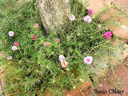 However if it is cultivated properly it can easily reach this height. Istimewa 12 Sepuluh Bunga Pukul
