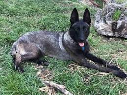 Check spelling or type a new query. Puppyfinder Com Belgian Malinois Puppies Puppies For Sale Near Me In Kansas Usa Page 1 Displays 10