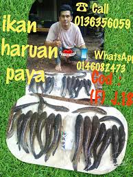 Ikan haruan warisan bonda, kota bharu. Ikan Haruan Paya Fresh Home Facebook