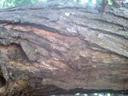 Image result for Acacia mellifera