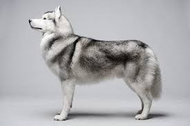 The black adult is the momma and the grey ones the stud. Siberian Husky Dogs And Puppies For Sale In The Uk Pets4homes