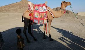 It's easy, just walk like a camel! Mobile Camel Library Carries Books To Children In Remote Pakistani Villages Arab News Pk