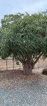 Image result for Terminalia phanerophlebia
