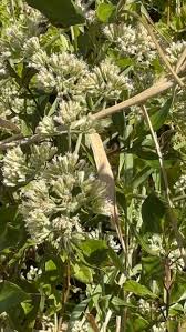 Image result for Crotalaria chirindae