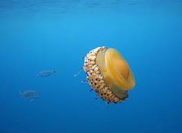 一只煎蛋水母fried egg jellyfish 在水中游弋 地中海海域mediterranean sea 煎蛋水母主要分布于地中海 东太平洋和大西洋海域 是一种圆盘状大型水母 成年直径可达60厘米 触须能延伸3至6米 摄影师 barry blan food favorite places breakfast