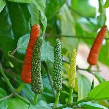 The most common peppercorn plant material is metal. Buy Long Pepper Pippali Plant Online From Nurserylive At Lowest Price