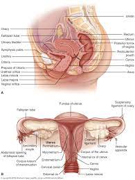 Definition of female internal reproductive organ in the fine dictionary. Female Internal Anatomy Anatomy Drawing Diagram