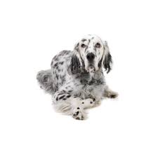 Setters unlimited participants offer english setter puppies for sale. English Setter Puppies Petland Racine Wi