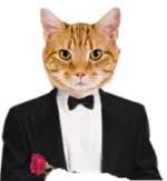 The third, which i currently have, is (i my cat stinker is a male, we had him neutered for that very reason. Know Your Cat Which Are The Best Pets Male Or Female Cats