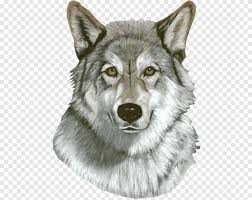 Saarloos Wolfdog Tamaskan Kopek Utonagan Coyote Alaskan Tundra Kurt Digerleri Memeli Etobur Png Pngegg