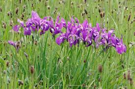 Image result for Obetia tenax