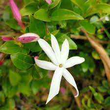 Image result for Jasminum multipartitum