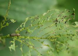 I always say that vigilance is the key to combatting plant pest and diseases, so keeping your eyes peeled for the very. What S Eating My Viburnum Laidback Gardener