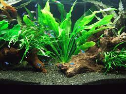 Pin On Aquariums