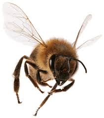 Bee control santa monica call. Home Santa Monica Pest Control Bed Bug Treatment And Ant Control