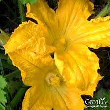 Squash and other vine crops are monoecious. How To Hand Pollinate Squash