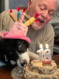 Look at this beautiful couple ❤️🐾 They are waiting puppies beginning of  June 🖤🤍 🤎🤍❤️🥰