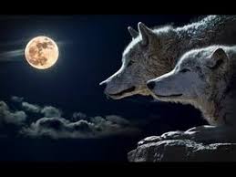 تفسير رؤية من راى الذئب فى المنام Youtube