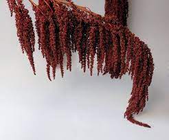 Great to use for any dried flower arrangements. Hanging Amaranthus Claret Red Preserved Amaranth Flowers 1pcs Etsy Amaranth Flower Amaranthus Amaranth