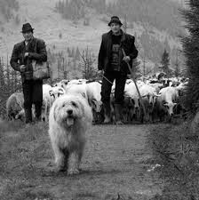 The mioritic shepherd dog was selected out of a natural breed that exists in the carpathians, the main reason being its utility. All About Romanian Mioritic Shepherd Dog Breed Origin Behavior Trainability Facts Puppy Price Color Health