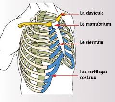 Quels Sont Les Signes De L Atteinte De La Paroi Thoracique Spondyloarthrite En 100 Questions