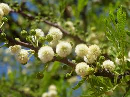 Image result for Acacia robusta