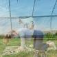 GOAT YOGA event image