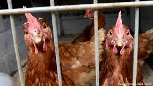 No se debe ignorar la propagación mundial. Sacrificaran A Miles De Pollos En Europa Y Japon Por Nuevo Brote De La Gripe Aviar El Mundo Dw 05 11 2020