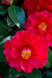 Camellia Beautiful Flowers Amazing Flowers Flower Photos