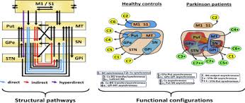 Input nuclei receive signals from various sources in the. The Organization Of The Basal Ganglia Functional Connectivity Network Is Non Linear In Parkinson S Disease Sciencedirect