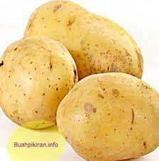 Akar adalah bagian tanaman yang berada di dalam tanah yang berfungsi untuk menyerap nutrisi dan air. Kentang Solanum Tuberosum Jenis Dan Manfaat Buah Pikiran