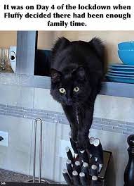 • • • bernie memes are so last week. 65 Of The Best Cat Memes That Show Who S The Real Boss Inspirationfeed