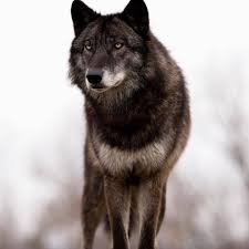 Wolf On Instagram Stalking His Prey For More Wolf Content Please Kindly Follow Us Wolf Passions Wolf Passions In 2020 Wolf Beautiful Dogs Prey