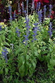 Perennial plant with small purple flowers. A Herbaceous Perennial Plant About Six Inches High And Bear Small Purple Flowers Stock Photo Picture And Royalty Free Image Image 60394358
