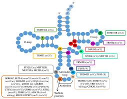 The result of such a. Ijms Free Full Text Impact Of Trna Modifications And Trna Modifying Enzymes On Proteostasis And Human Disease Html