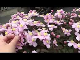 1) trellis on a wall: Clematis Montana Mayleen 2019 Youtube