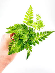 Image result for Rumohra adiantiformis