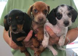 Over 4 weeks ago on advertigo. The Joy Of Raising Dachshund Puppies Hubpages
