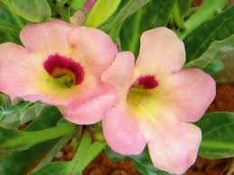 Image result for Pterodiscus angustifolius