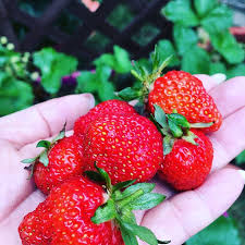 いちごの育て方 家庭菜園で初心者が失敗しない栽培のコツをご紹介 暮らし の