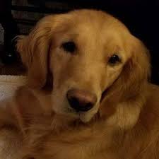 A golden puppy should be confident and interested to explore his surroundings. Golden Retrievers For Adoption So You As Good As Gold Golden Retriever Rescue Of Illinois Facebook
