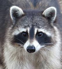 Raccoon Platteville Colorado Photo By Lorina Adkins Raccoon Funny Animal Faces Raccoon