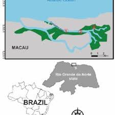 Image result for Pseudocalyx saccatus